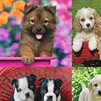 Puppy Pals