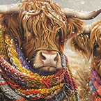 Brrr! Highland Cows